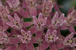 Purple milkweed